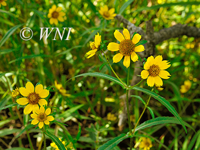 Nodding Beggarticks (Bidens cernua)